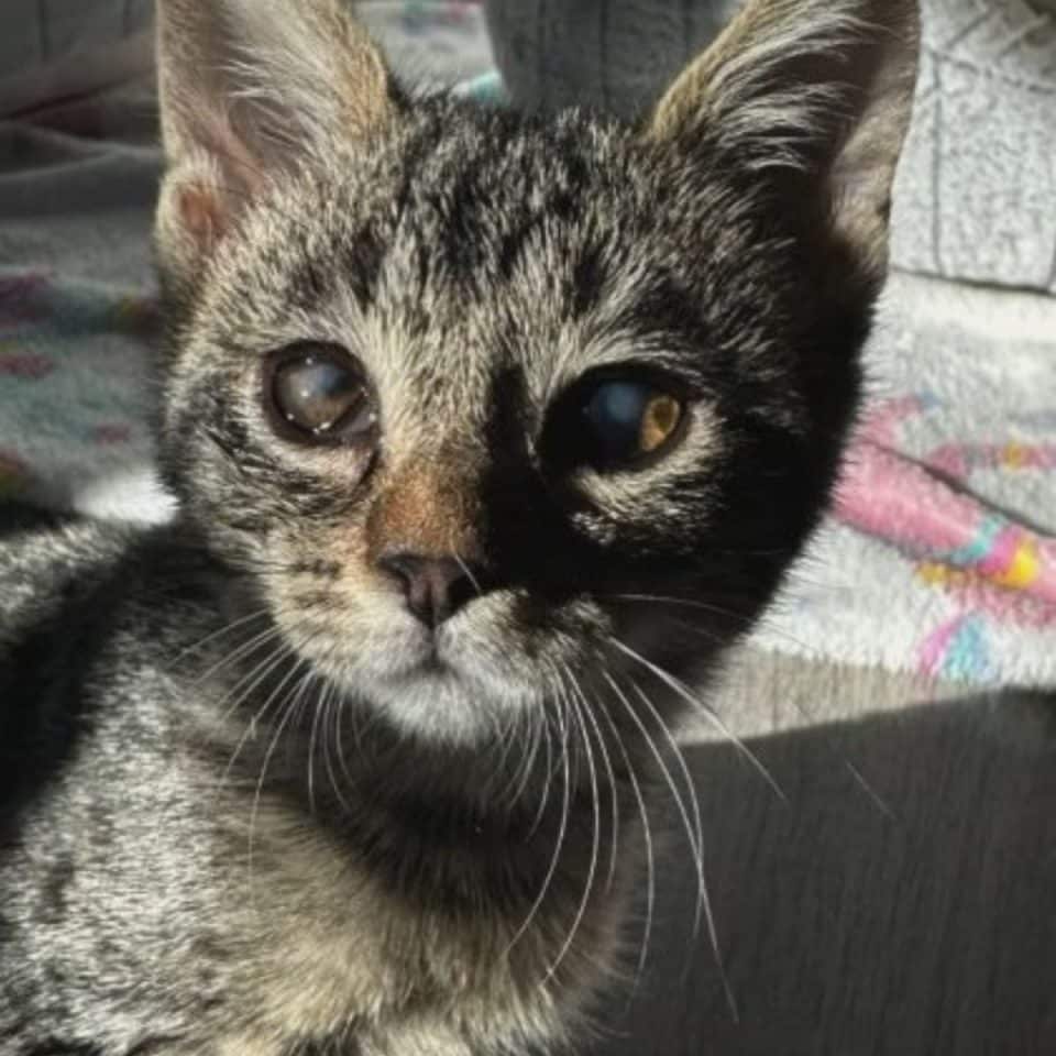cat with damaged sight 960x960