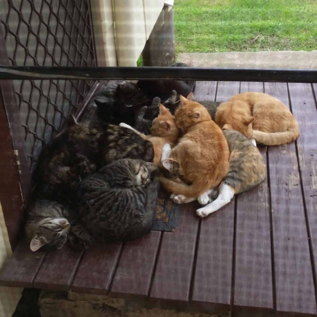 cats on the porch