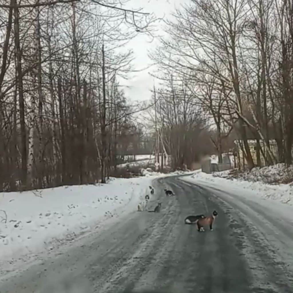 cats on the road 1024x1024