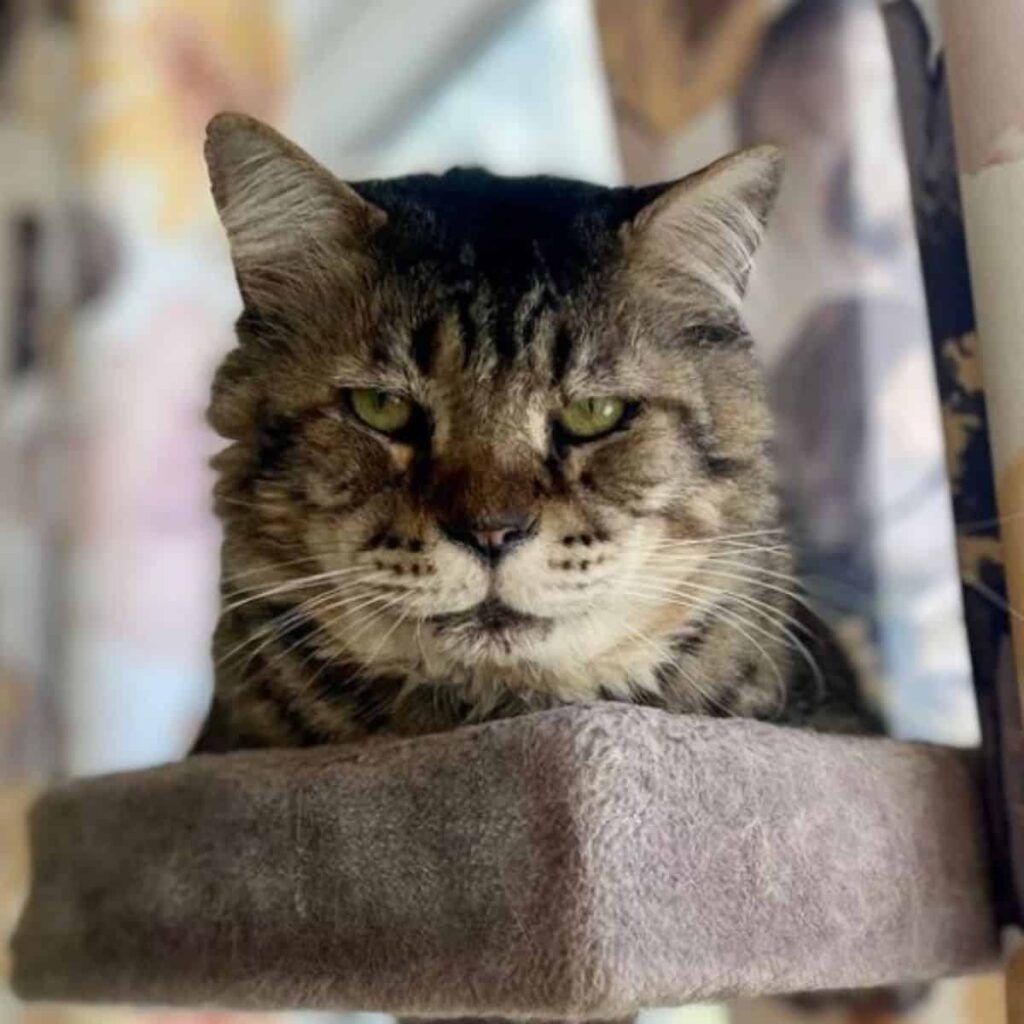 close up photo of a senior cat