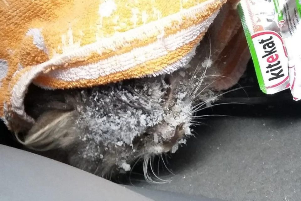 close up photo of frozen kitten 960x641