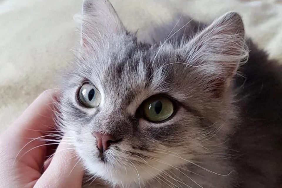 close up photo of kitten named nika 960x641