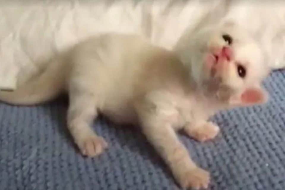 cute white kitten 960x641