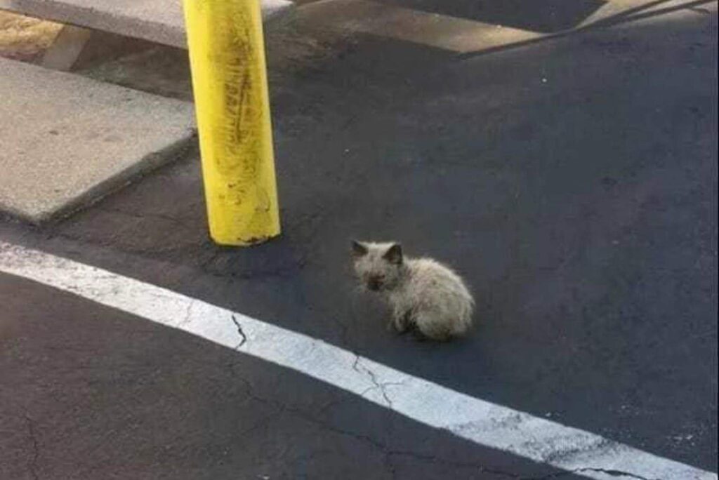 Lost Kitten