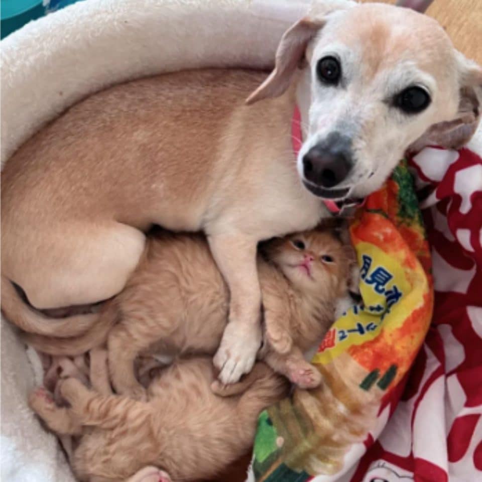 dog and two ginger kittens 960x960