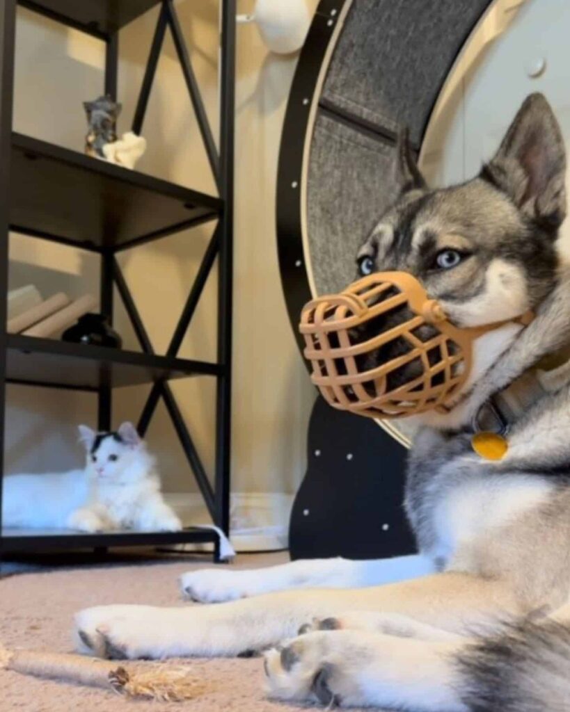dog with a muzzle on its mouth