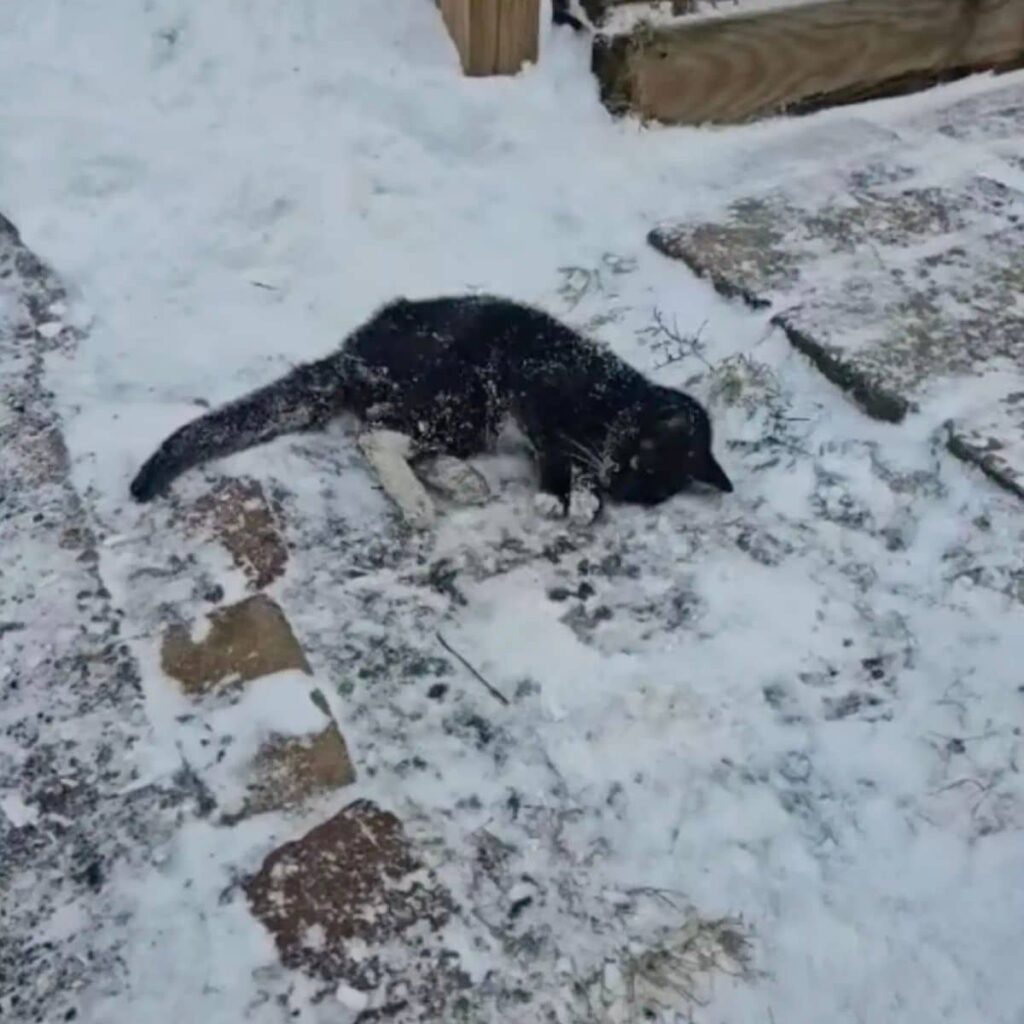 frozen black cat