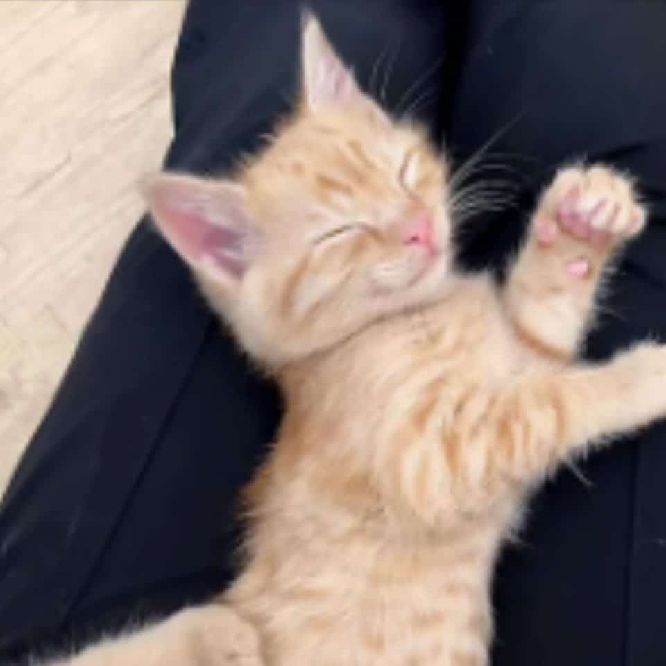 ginger kitten sleeping on a owner leg 960x960
