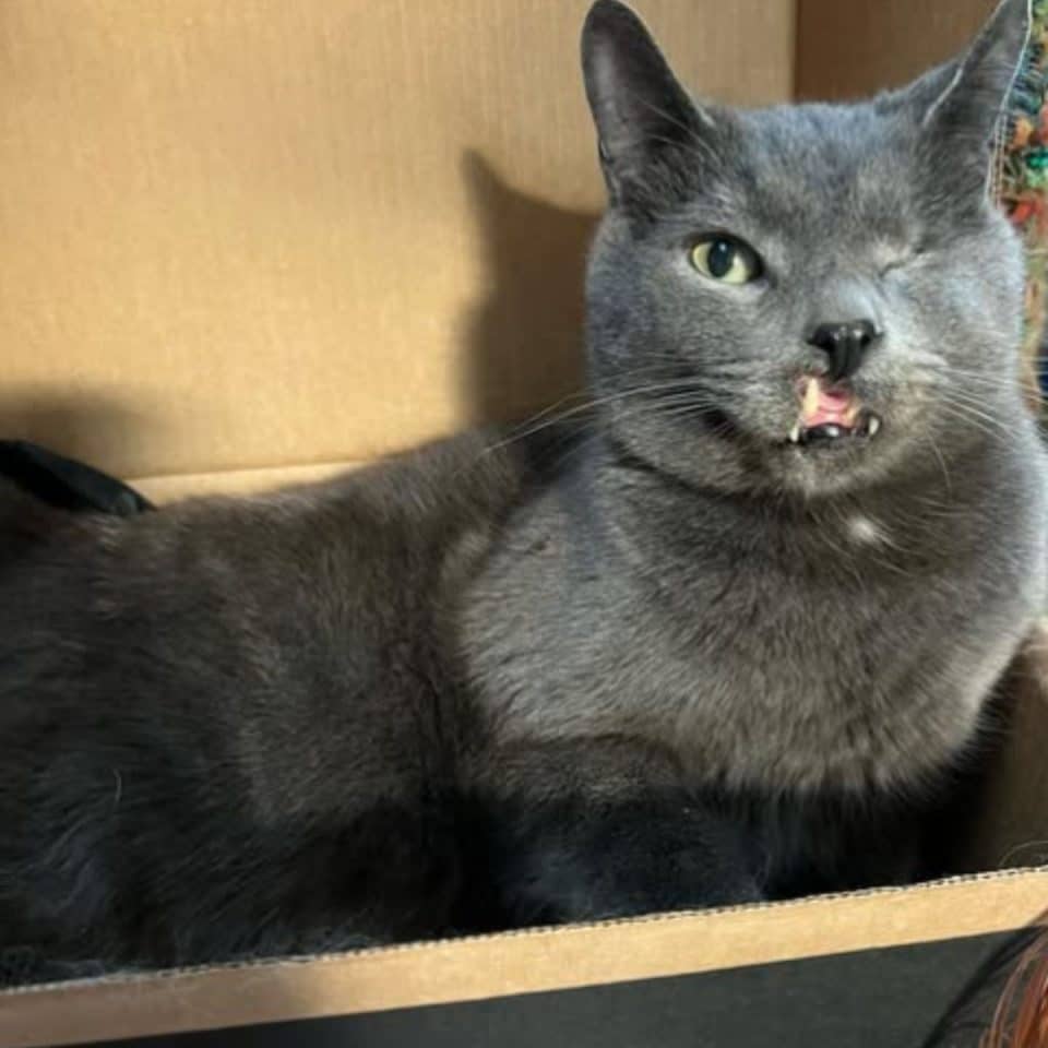 gray kitten with one eye 960x960