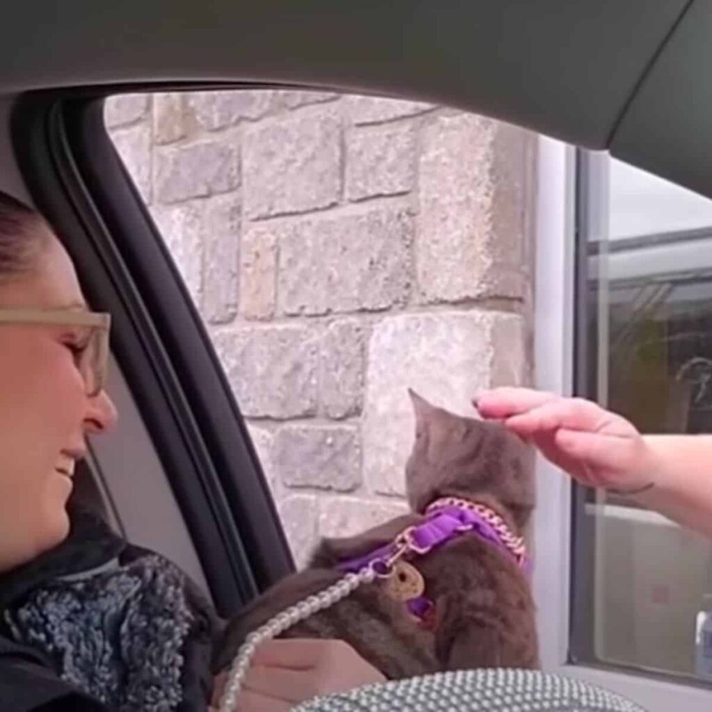 hand petting