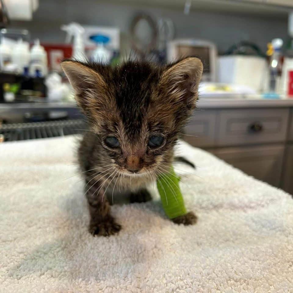 injured kitten 960x960