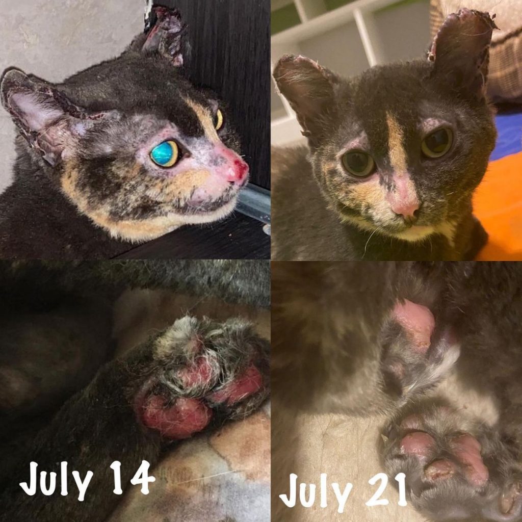 kitten after and before illness 1024x1024