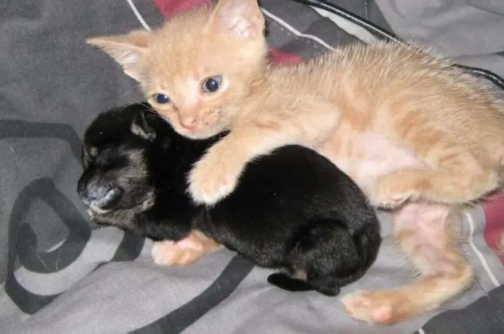 kitten and puppy lying next to each other