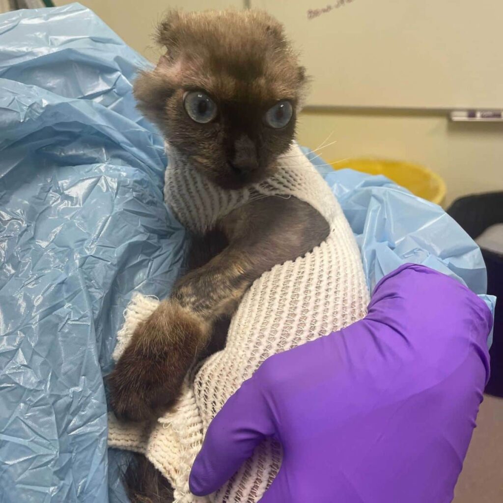 kitten in a womans arms wrapped in a bandage