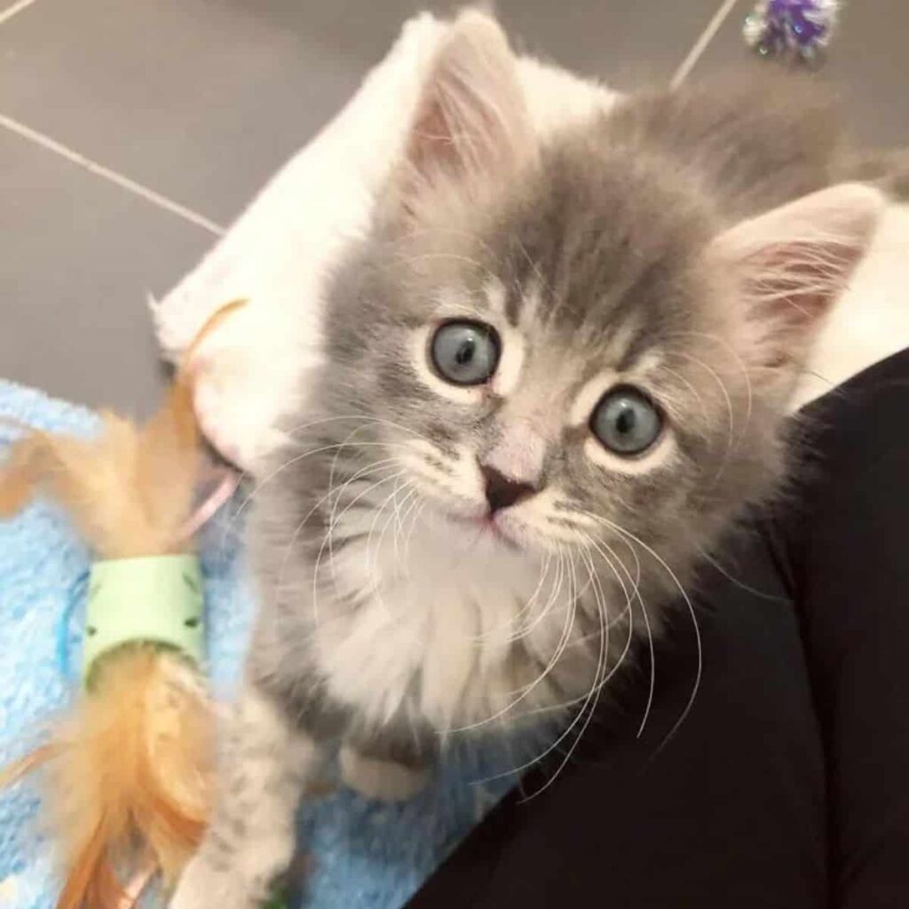 kitten looking up