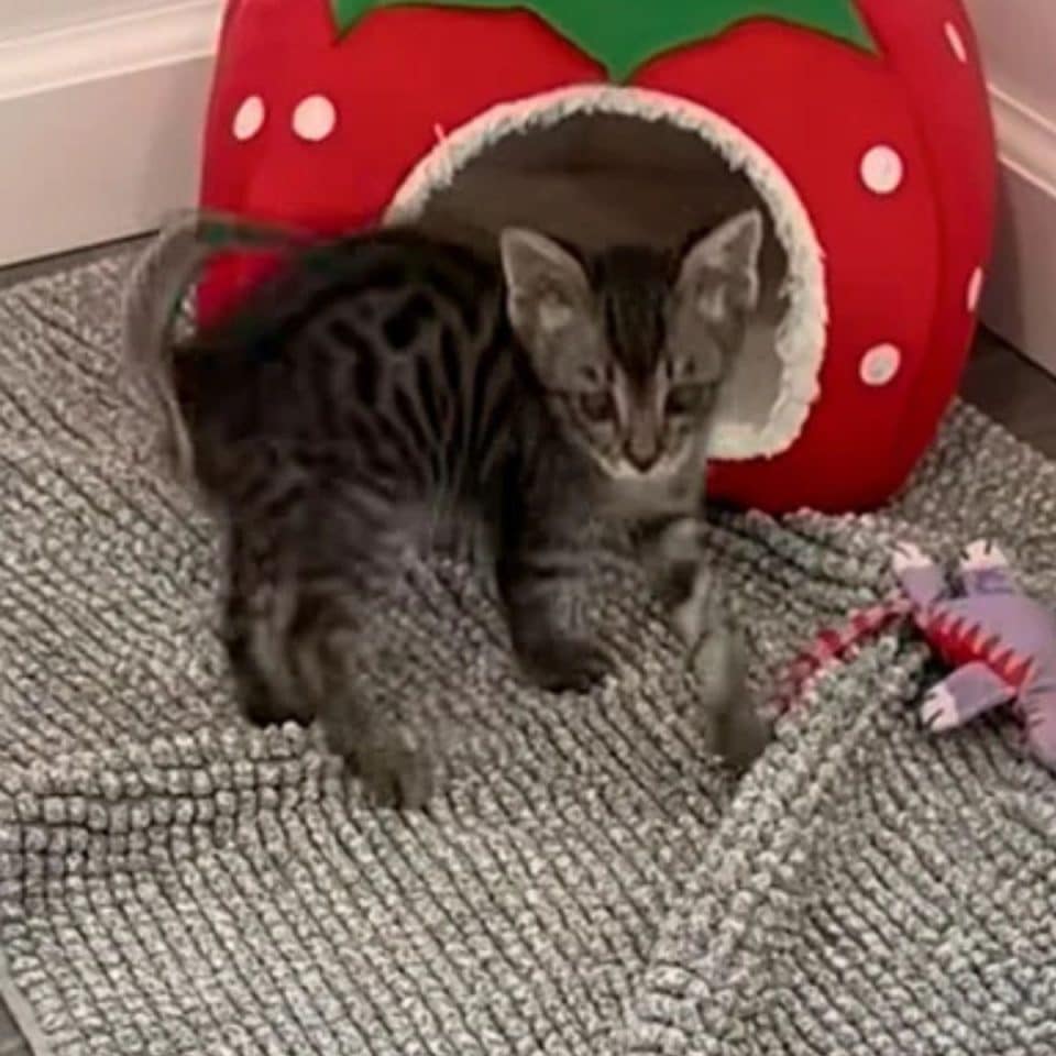 kitten on the carpet 960x960