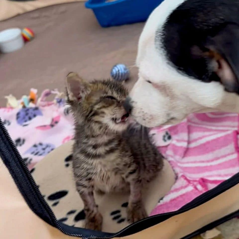 kitten playing with dog 960x960