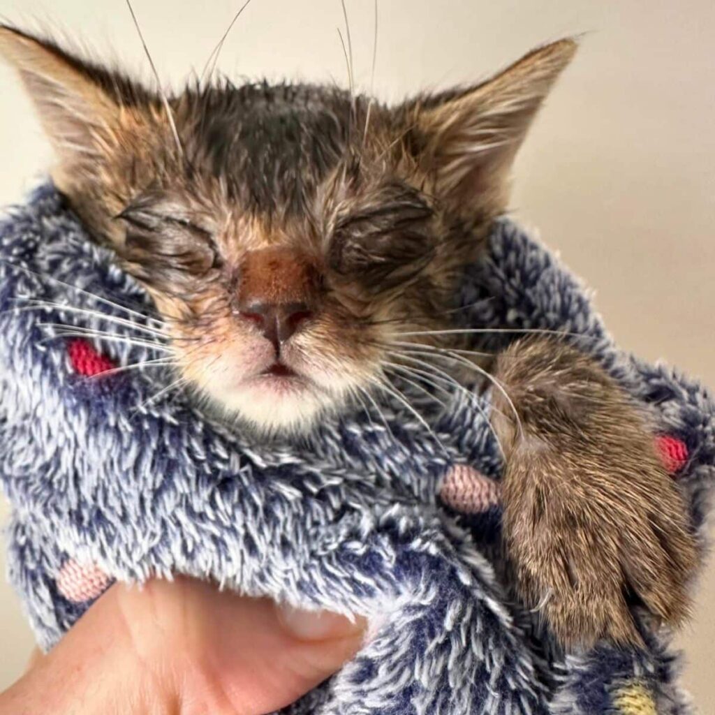 kitten sleeps in blanket