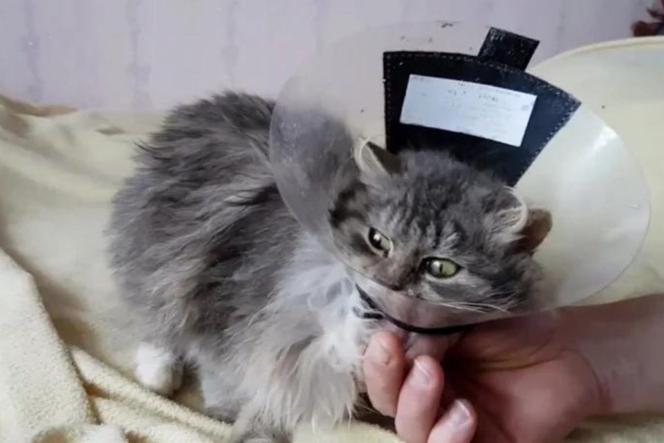 kitten with a cone around its neck 960x641