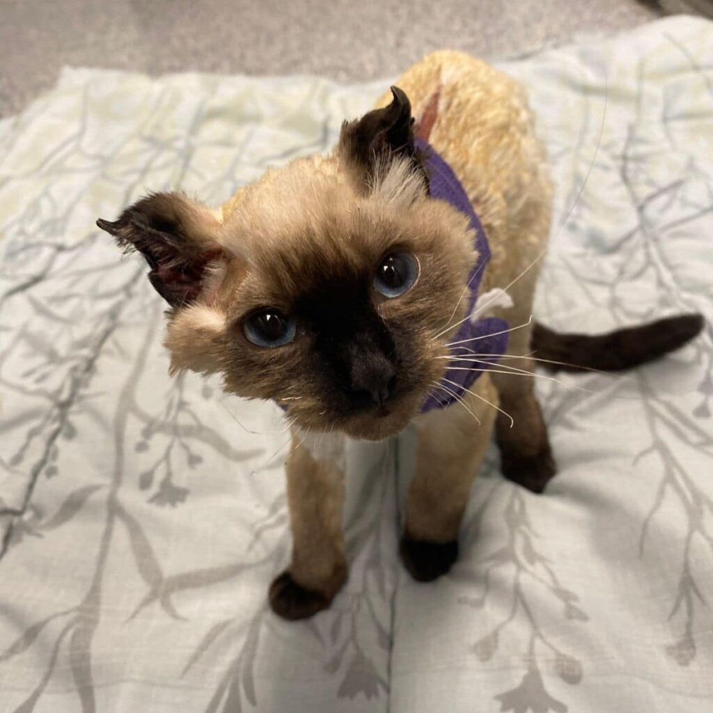 kitten with big eyes 1