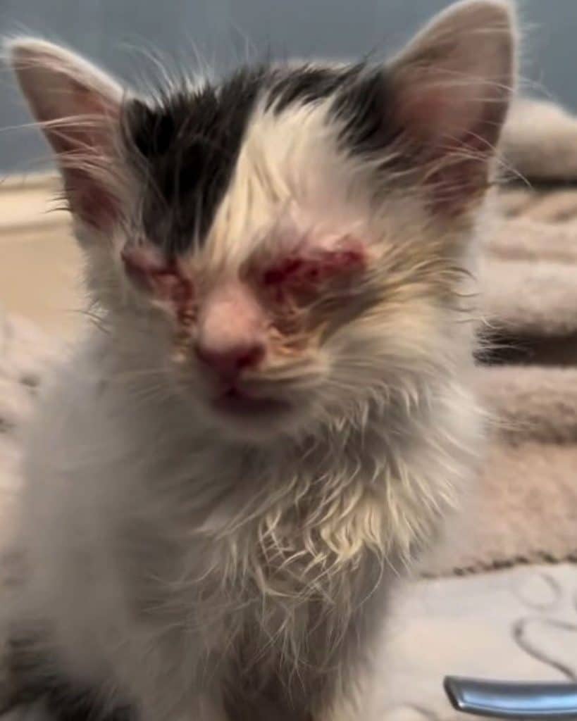 kitten with eye infection 819x1024