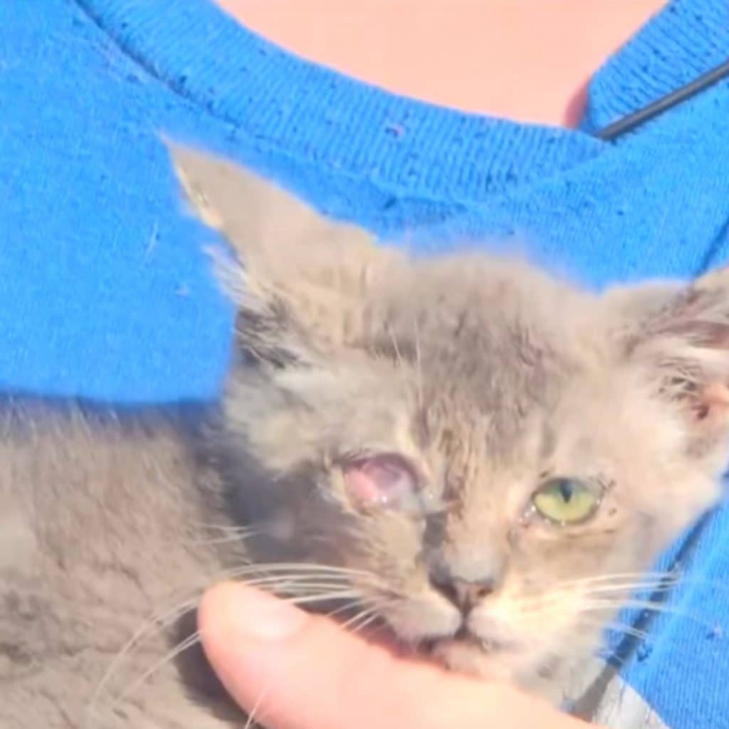 kitten without one eye 1024x1024