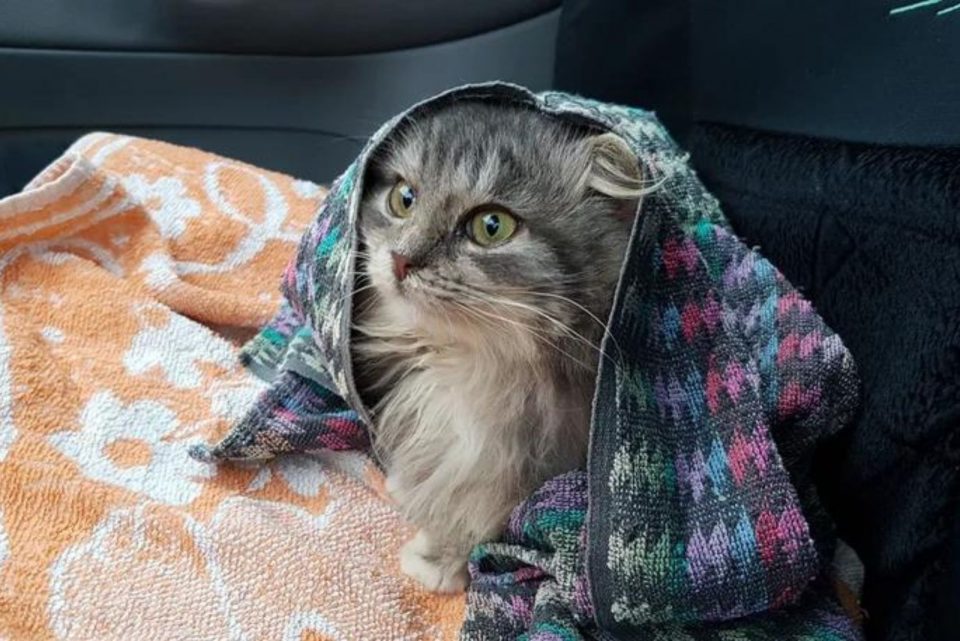 kitten wrapped in a towel 960x641