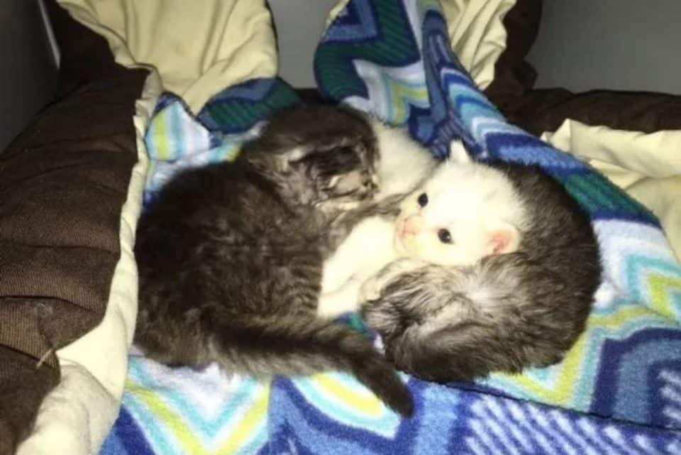 kittens curled up on the bed 960x641