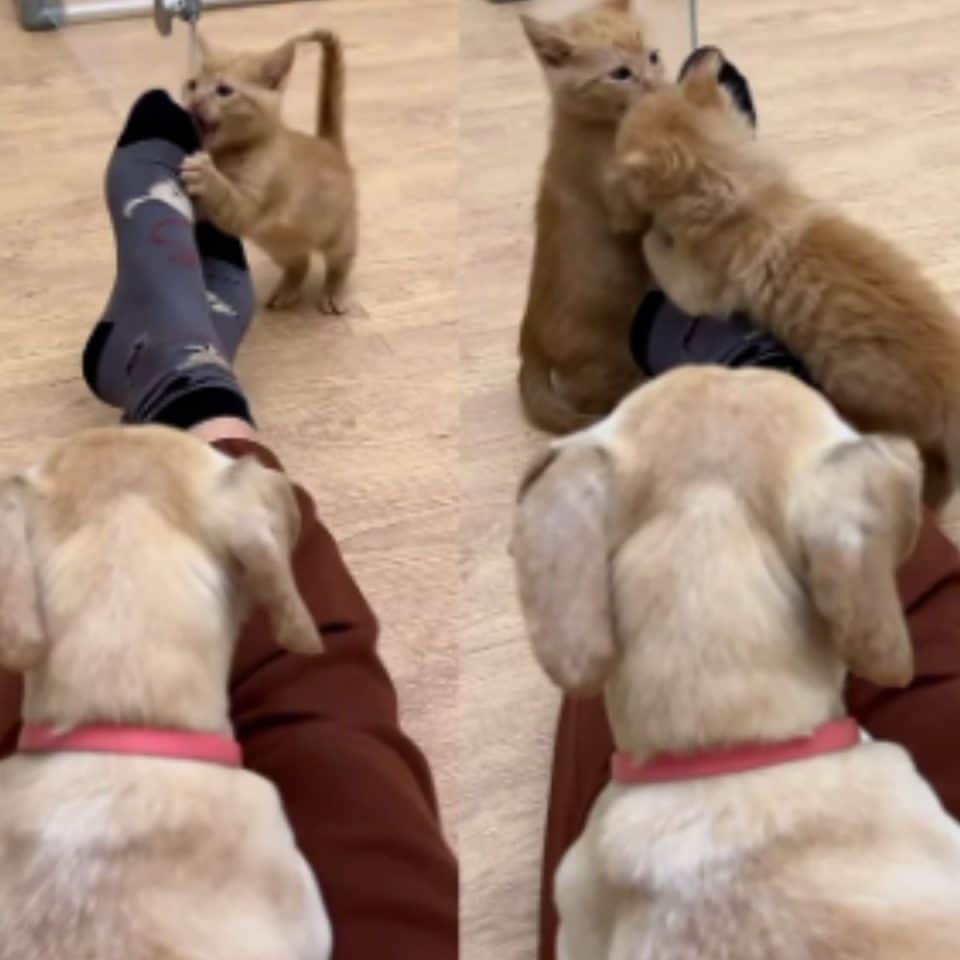 kittens playing with owner toes 960x960