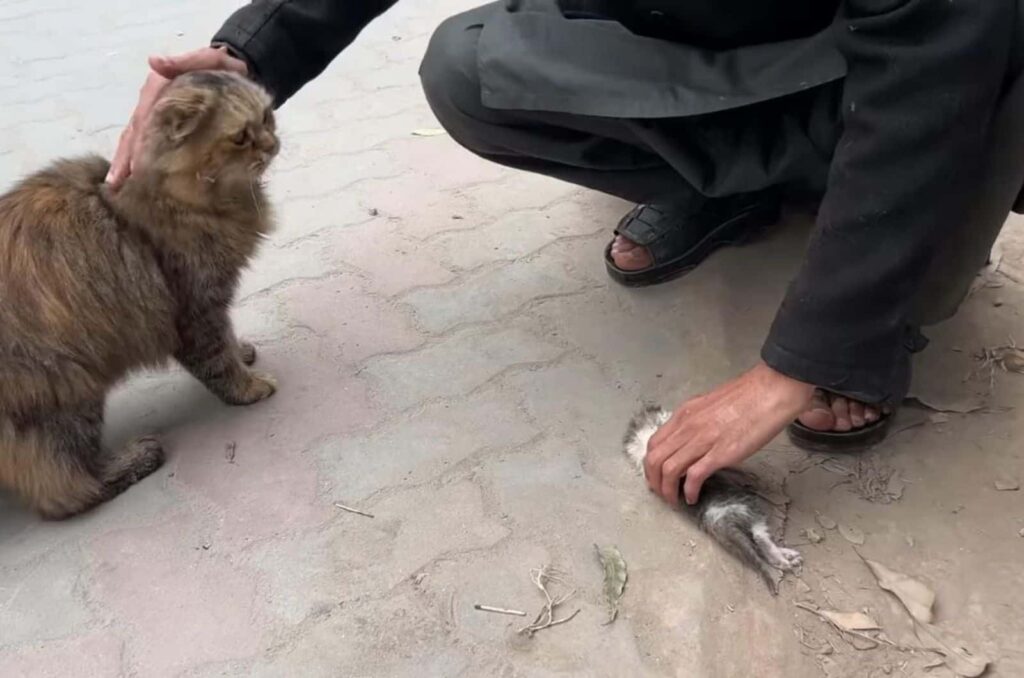 man petting a cat 1