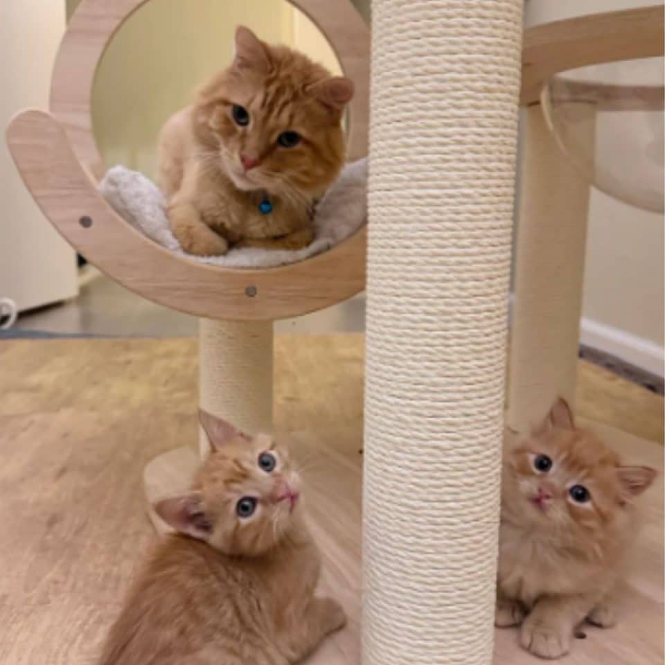 mother cat and cute kittens 960x960