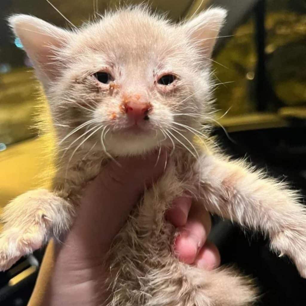 orpahned kitten 1024x1024