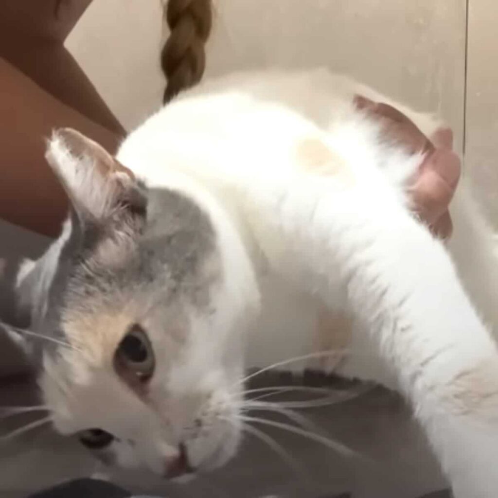 paralyzed cat 2