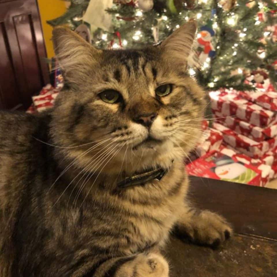 photo of a senior cat next to a christmas tree 960x960