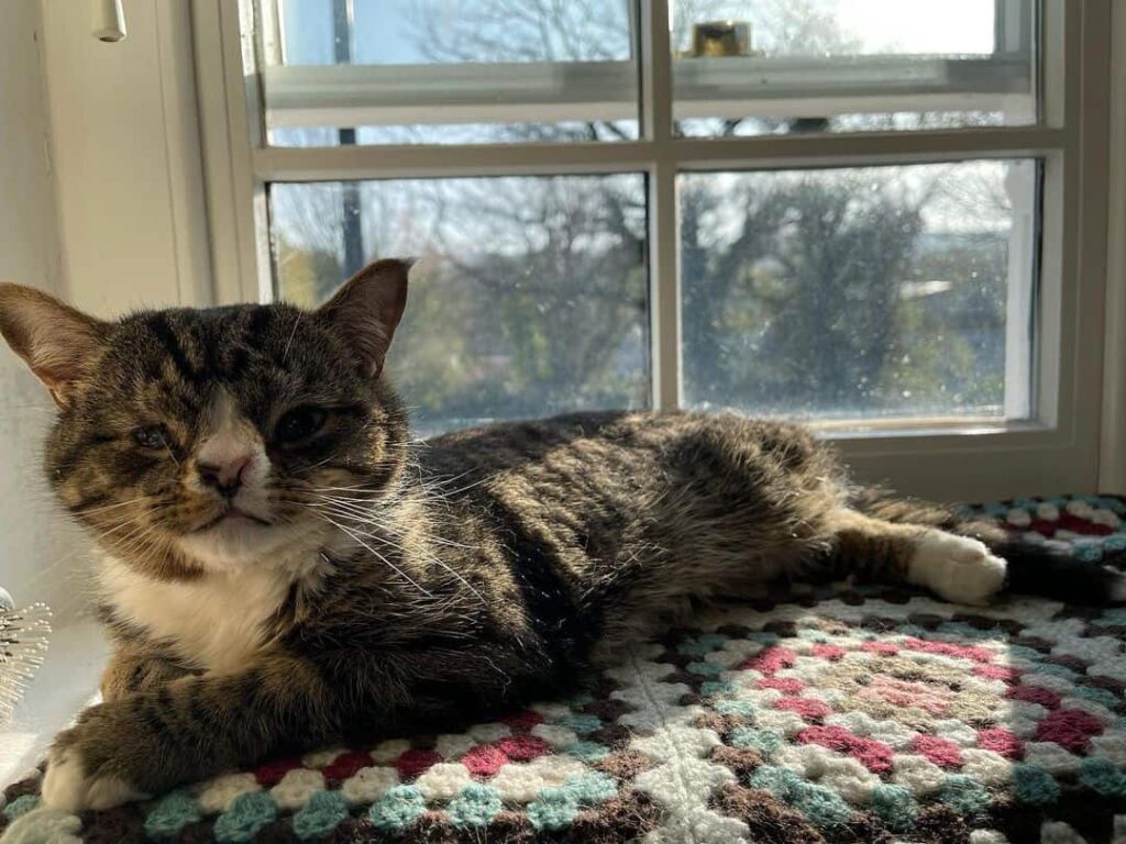 photo of arlo a kitten born with a defect