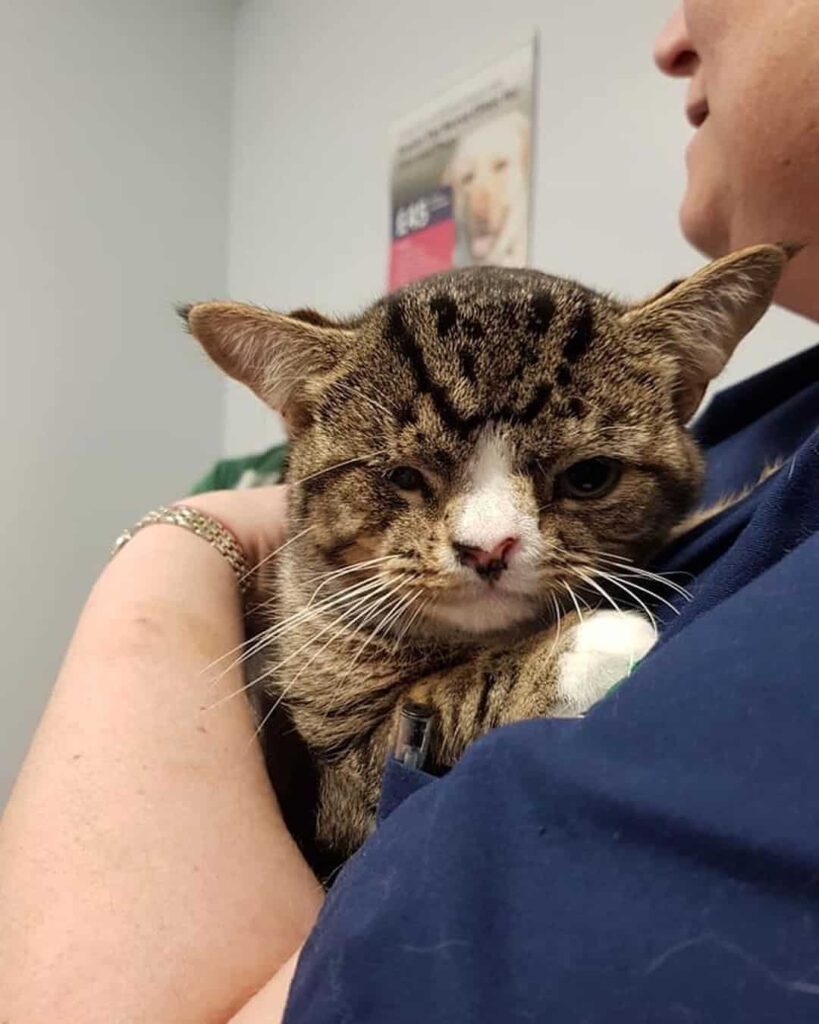photo of arlo at vets office