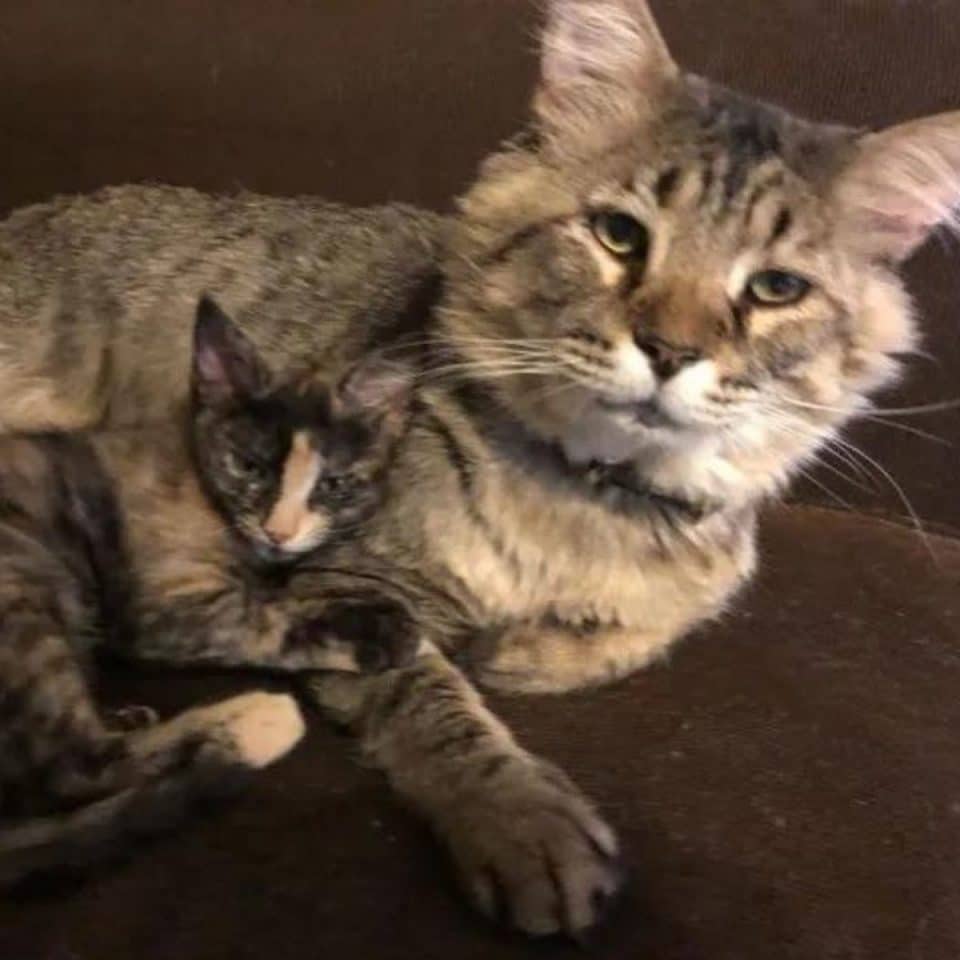 photo of cat and kitten lying next to each other 960x960