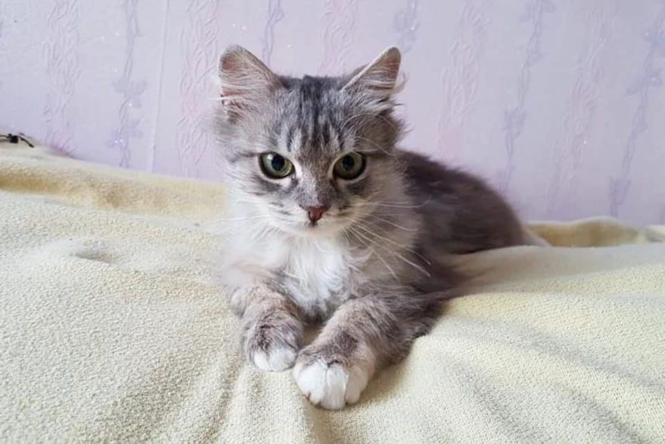 photo of kitten lying 960x641