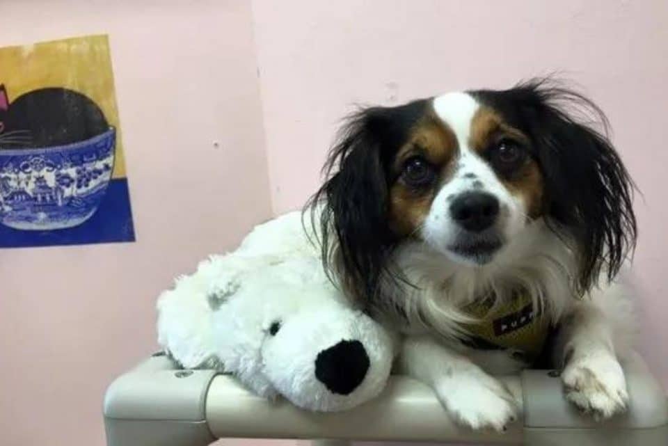 portrait of a dog with a teddy bear 960x641