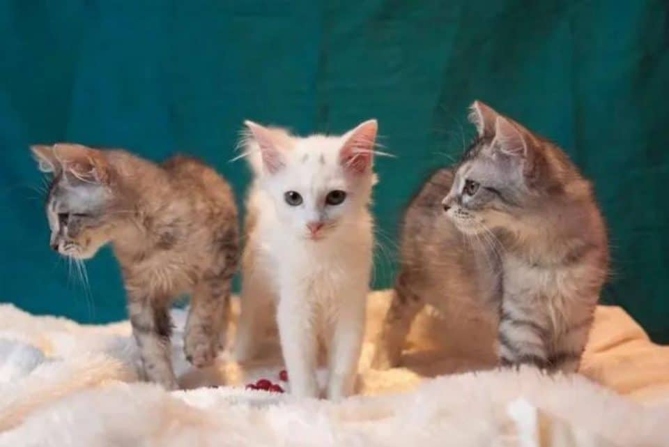 portrait of three cute cats 960x641