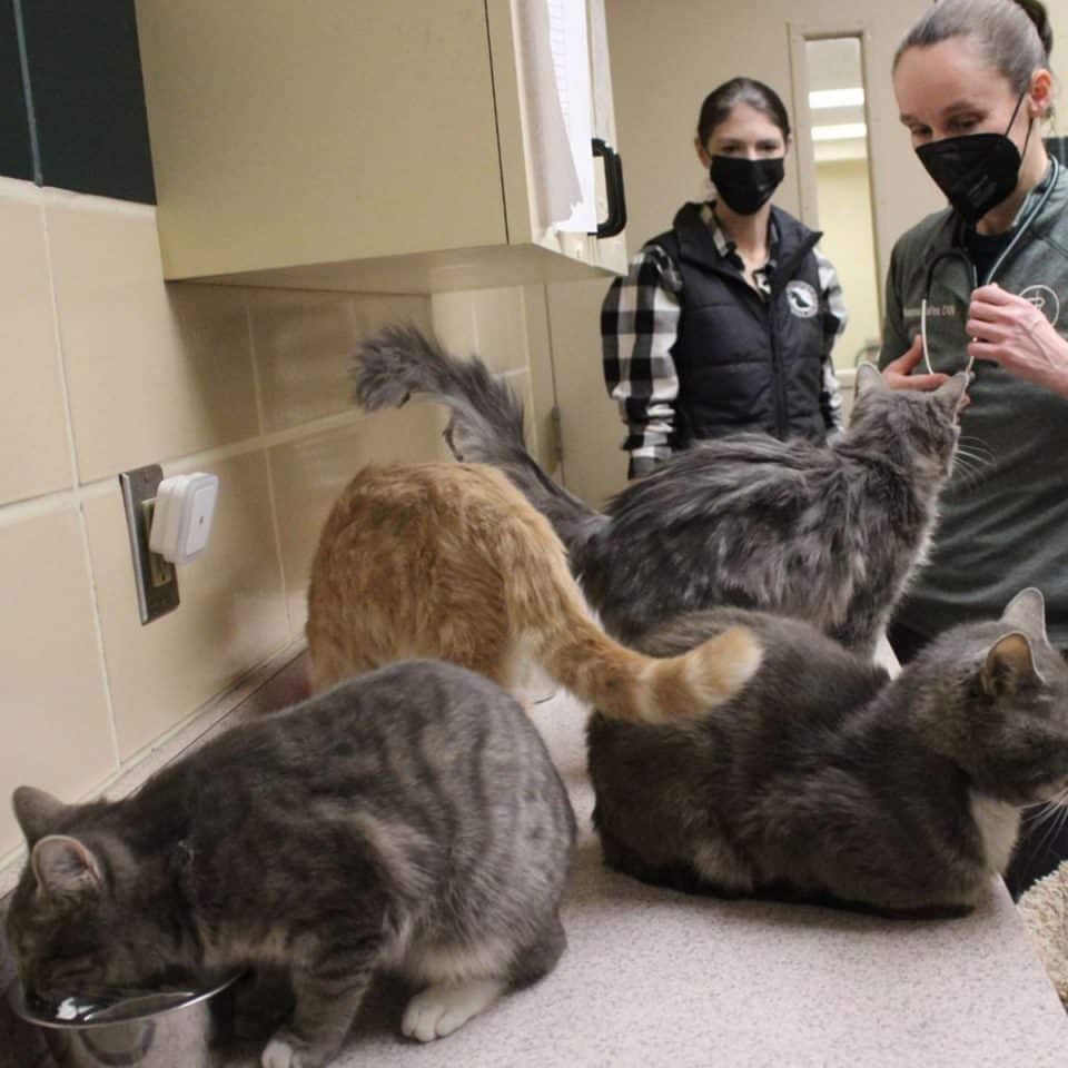 rescued cats being examined 960x960