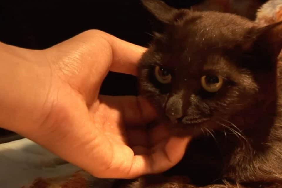 sad cat being carresed 960x641