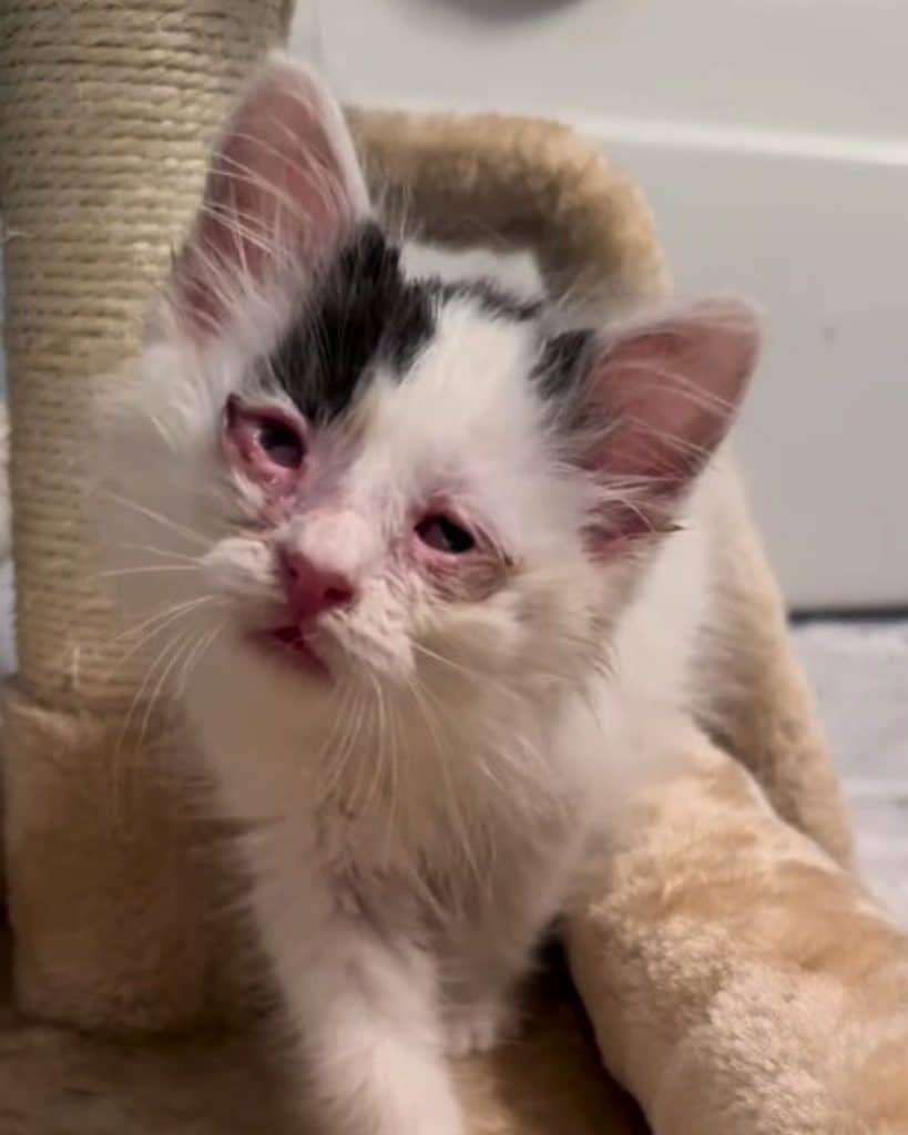 sad kitten with eye infection 819x1024