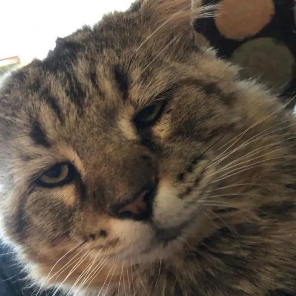 senior cat with eyes half closed 960x960