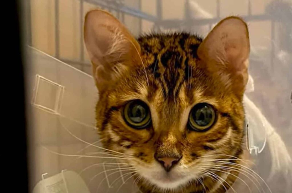 sweet Bengal cat