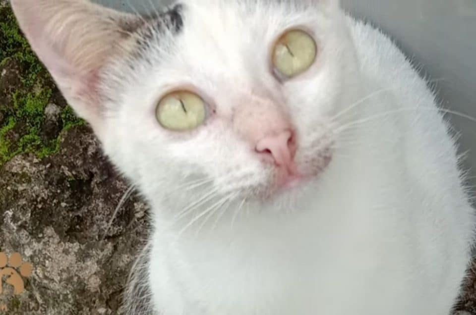 sweet white cat 960x636