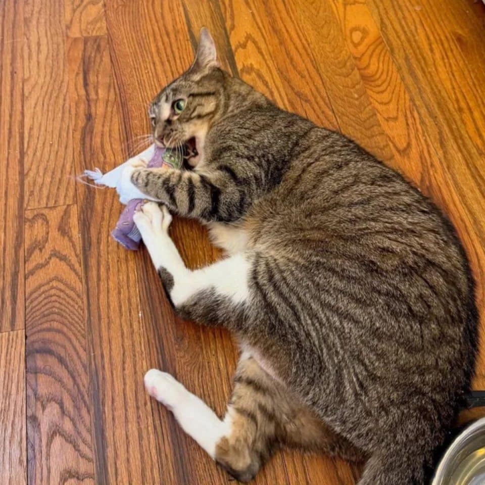 the cat is lying on the laminate and nibbling on the toy 960x960