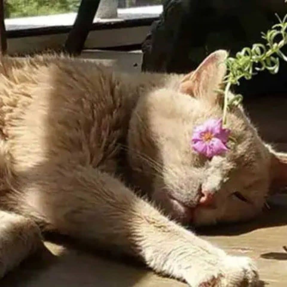the rescued cat enjoys the sun 960x960