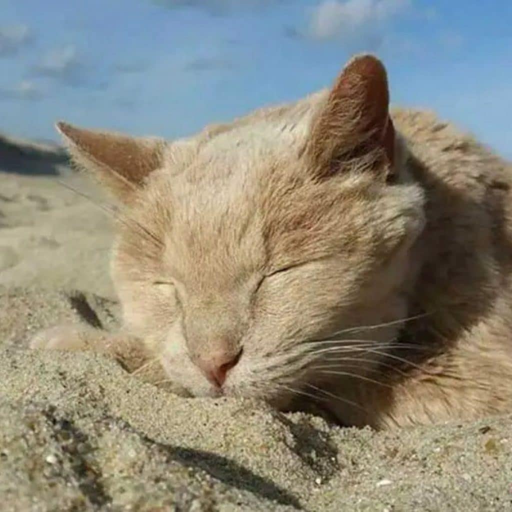the rescued cat lies on the sand 1024x1024