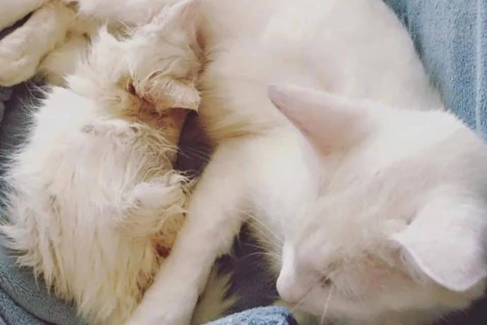 the white kitten breastfeeds the cat 960x641